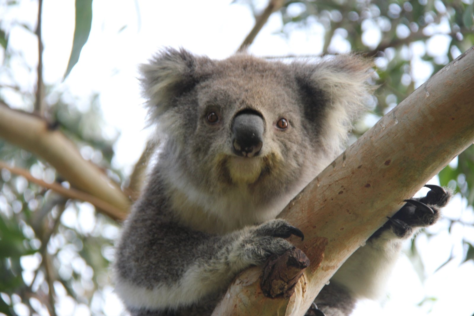 A curious koala near Melbourne in Australia.