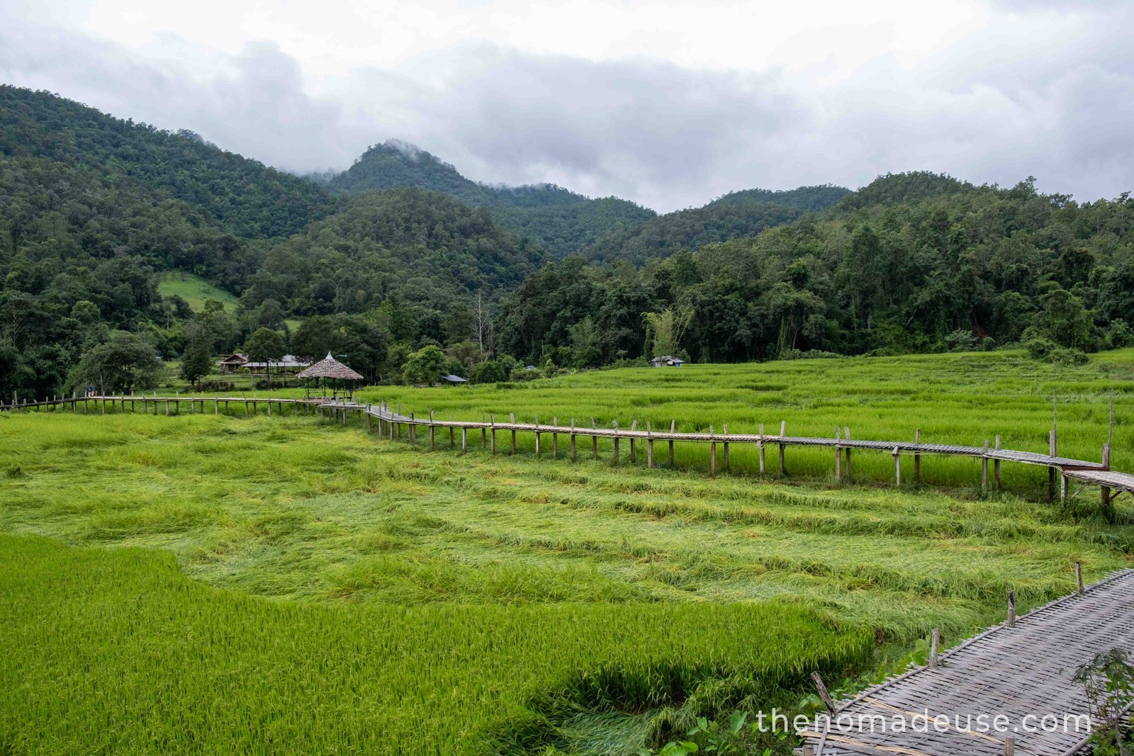 Vue panoramique des rizières luxuriantes à Pai