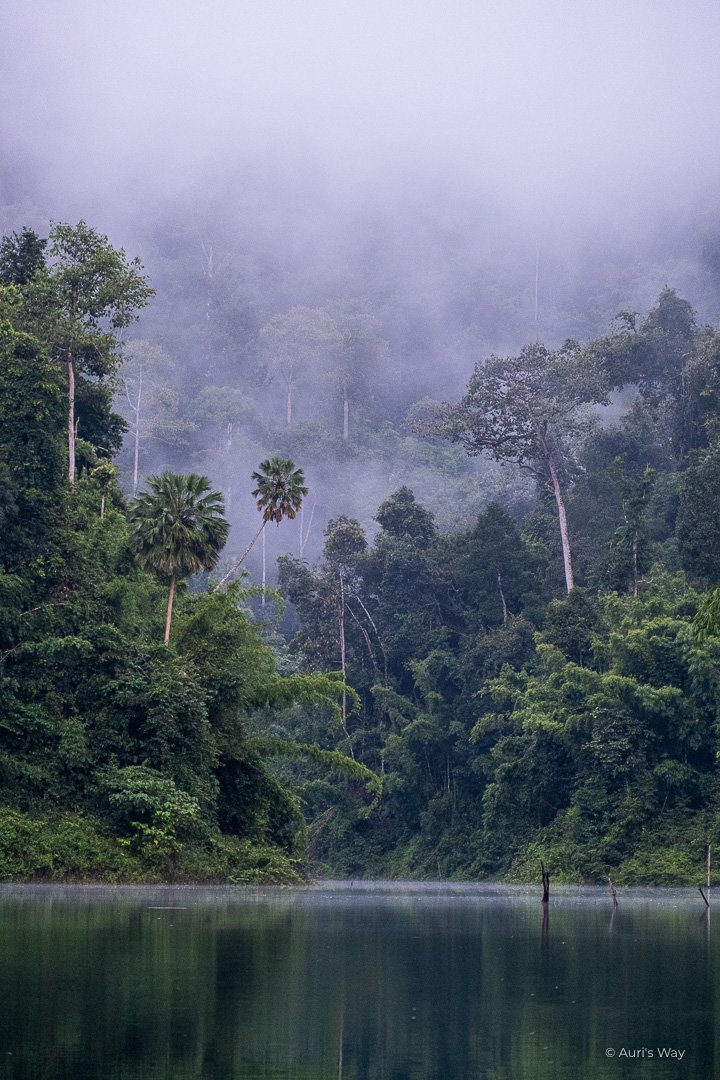 Forêt noyée dans la brume au parc national Khao Sok, avec un palmier penché au-dessus de l'eau