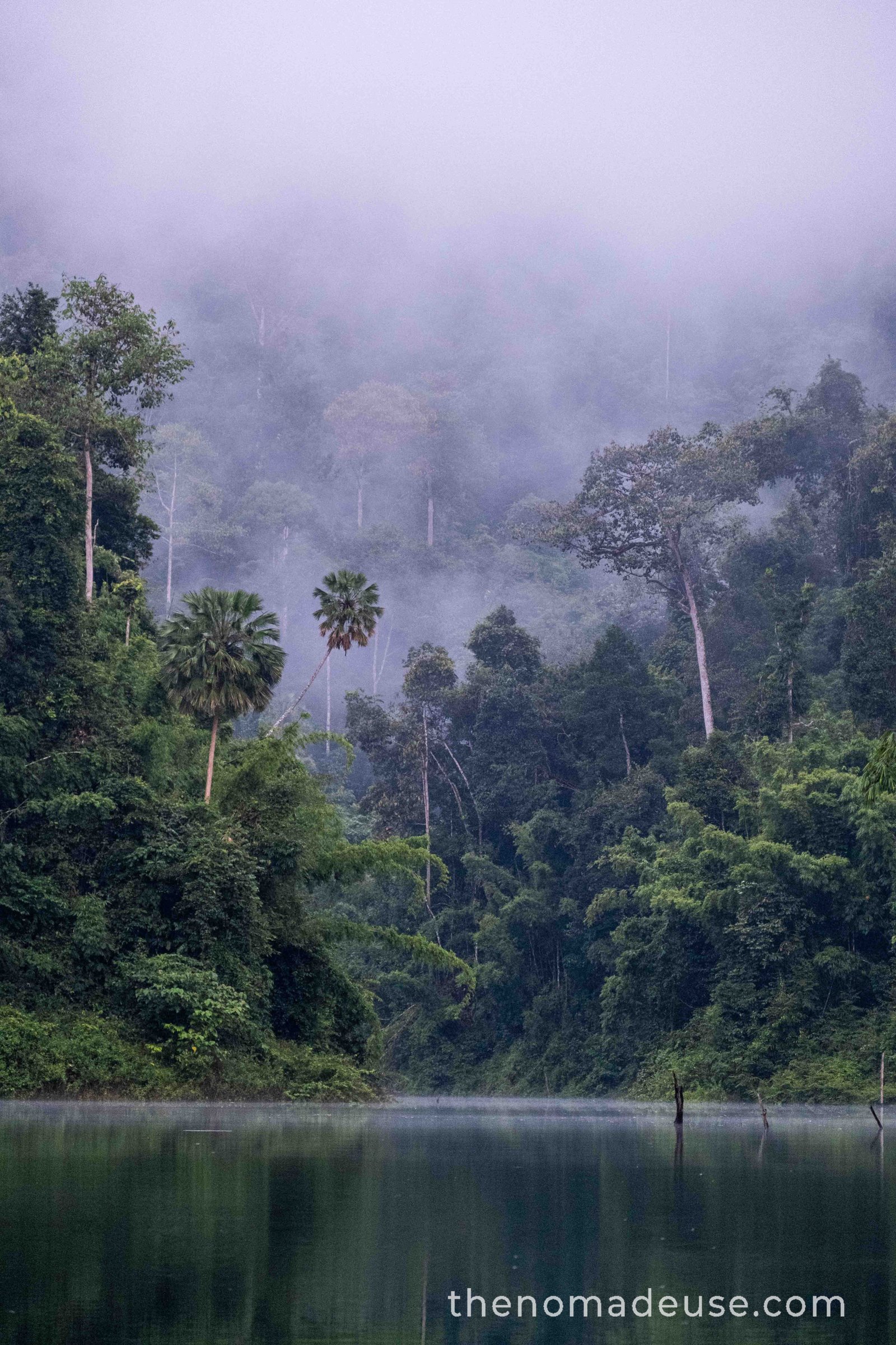 Forêt noyée dans la brume au parc national Khao Sok, avec un palmier penché au-dessus de l'eau