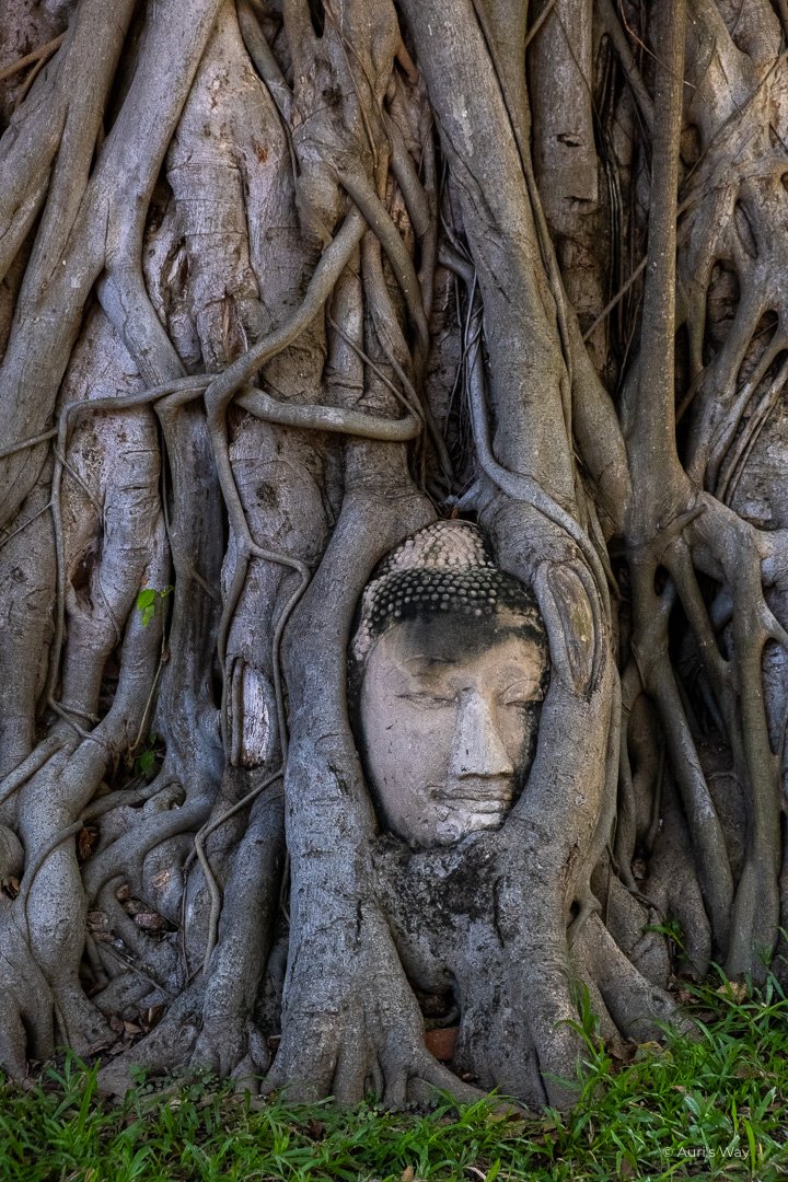 Tête de Boudda emprisonnée dans les racines d'un arbre à Ayutthaya en Thaïlande.