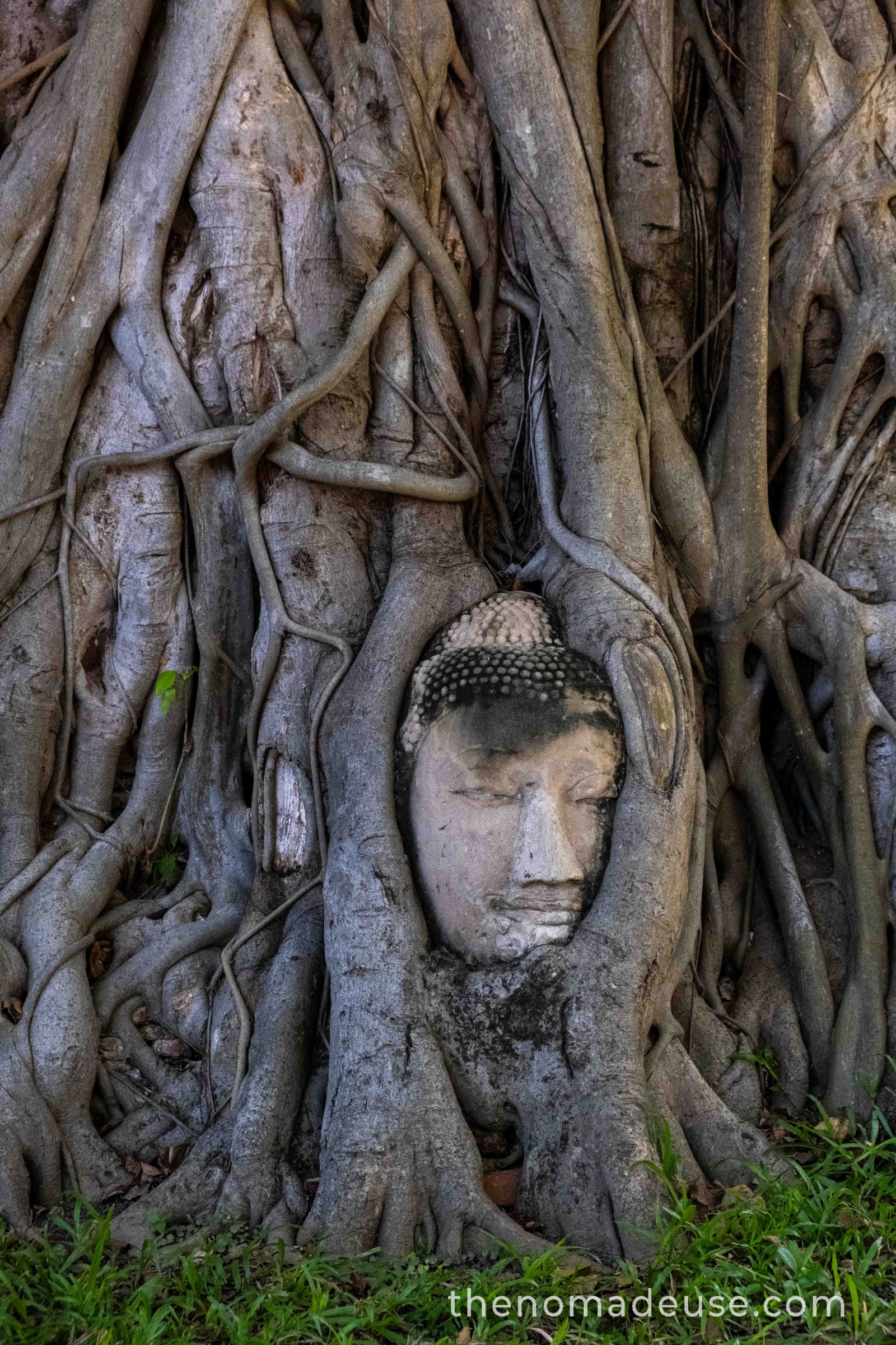 Tête de Boudda emprisonnée dans les racines d'un arbre à Ayutthaya en Thaïlande.