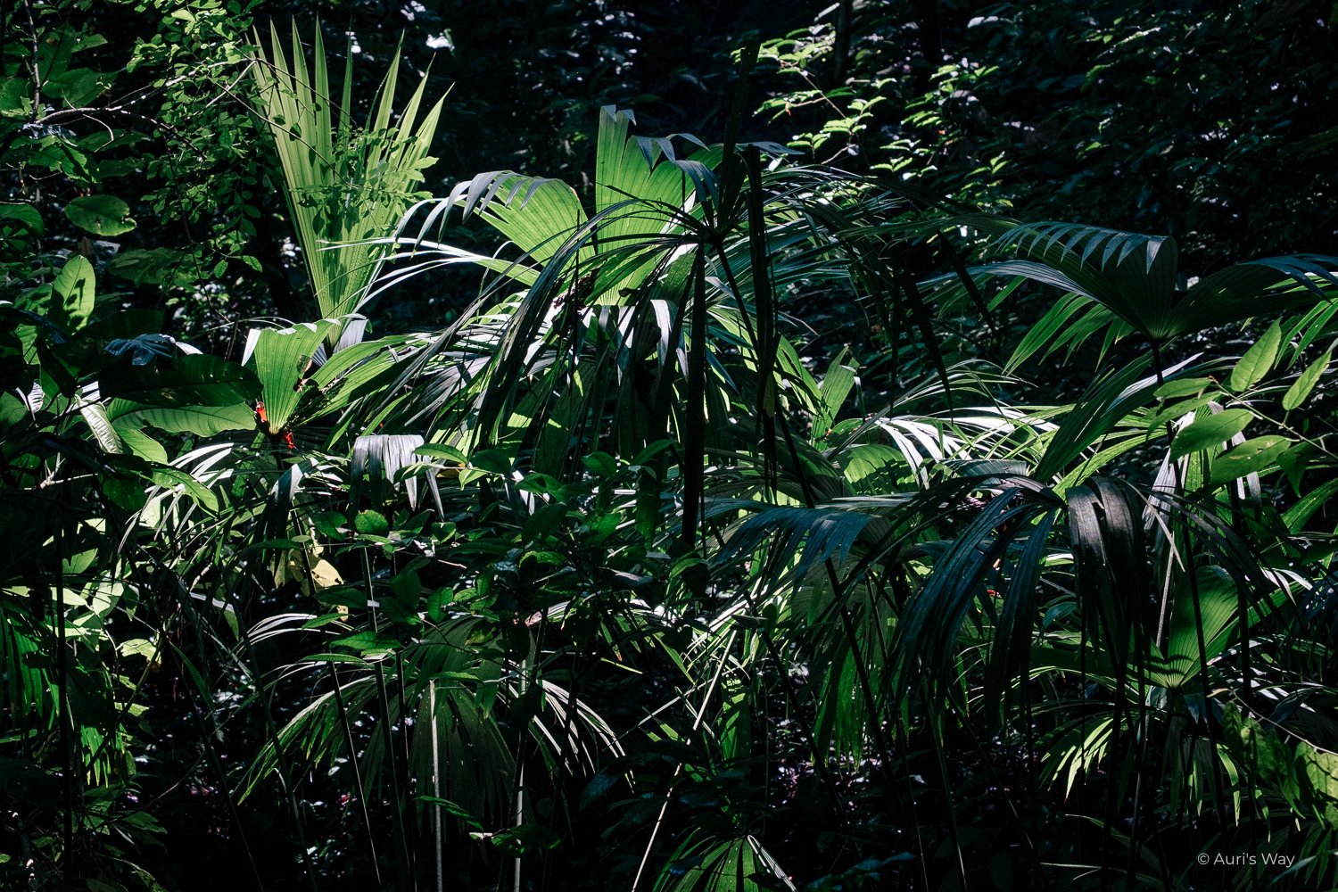 La végétation dense du parc national du Tayrona en Colombie