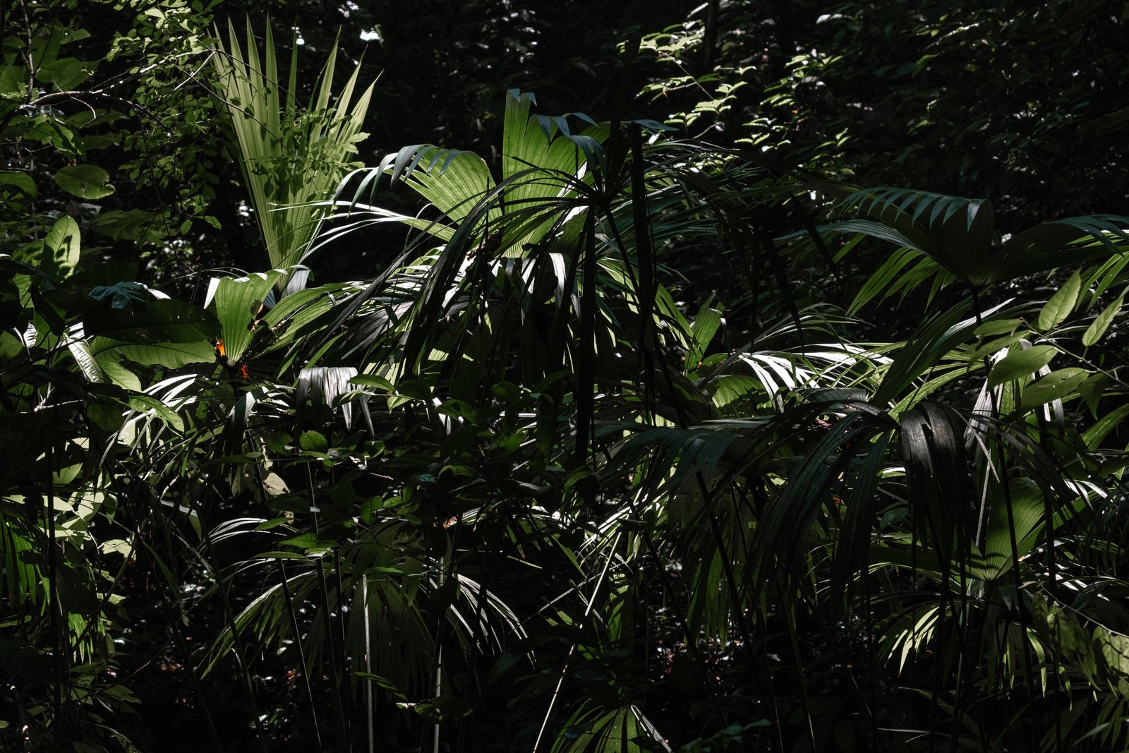 itinéraire de 3 semaines en colombie à travers la jungle