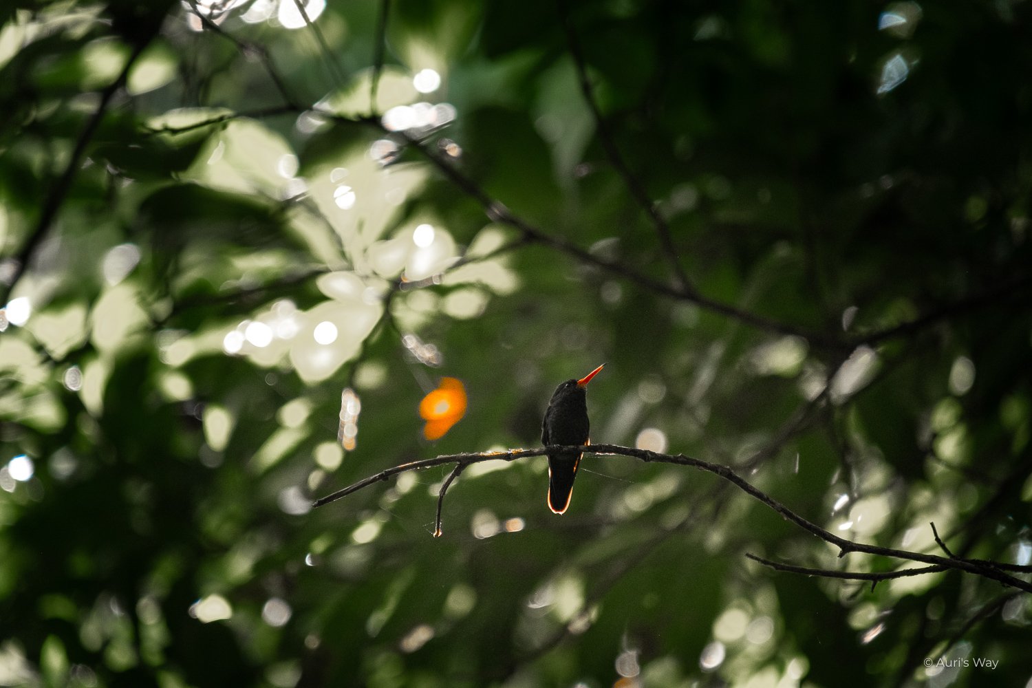 La randonnée dans la forêt jusqu'à playa brava dans le parc national du tayrona permet de croiser des animaux, comme des oiseaux