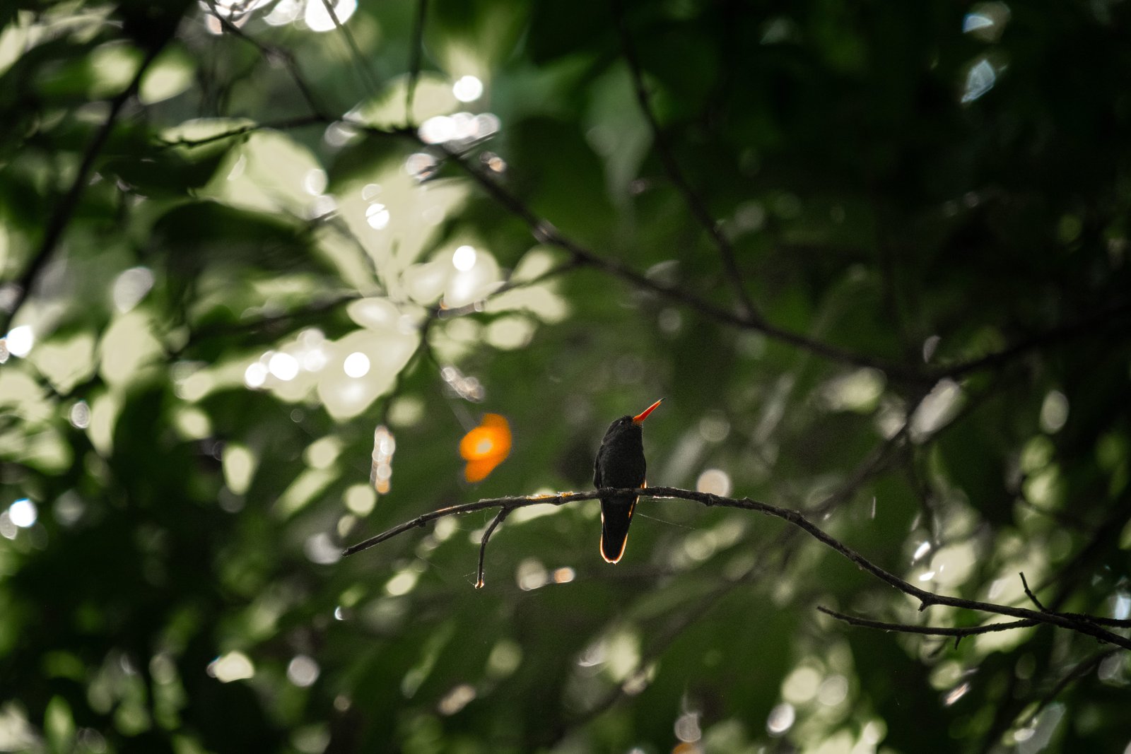 faune itinéraire en colombie