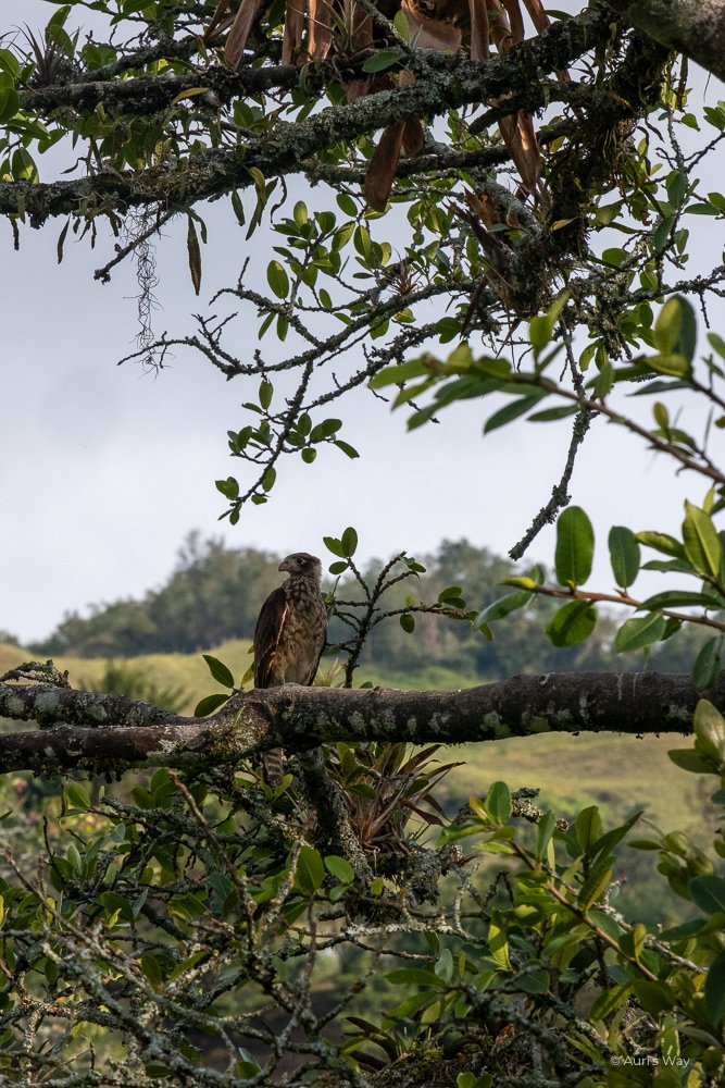 De nombreux animaux, notamment des aigles, pouvaient s'observer autour de notre hôtel à Salento en Colombie