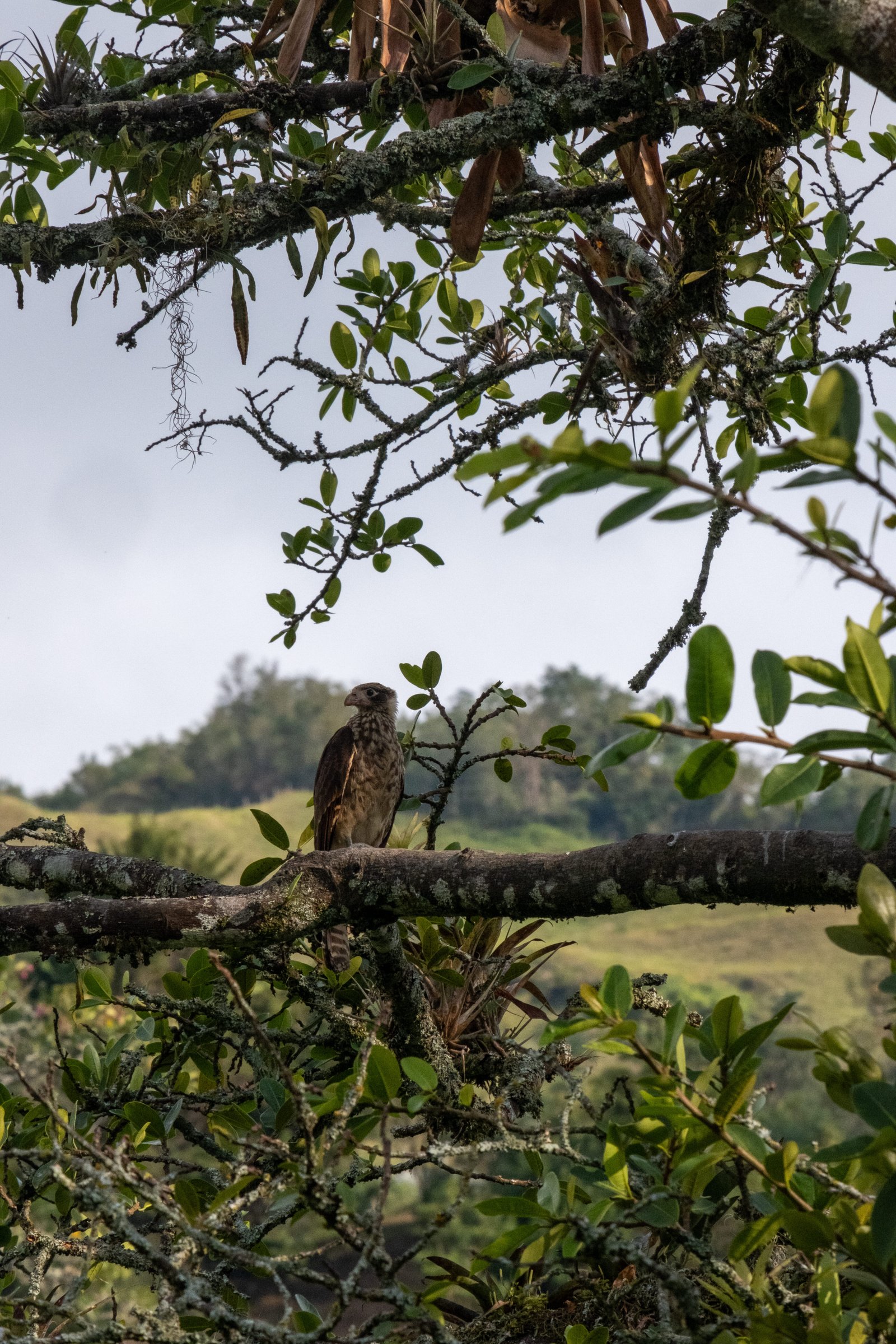 aigle pendant 3 semaines en colombie