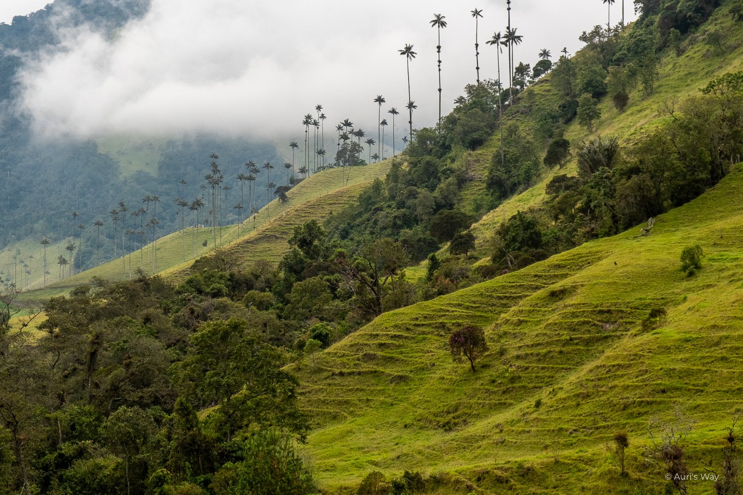 La vallée de Cocora fait partie des activités incontournables dans la région du café colombienne
