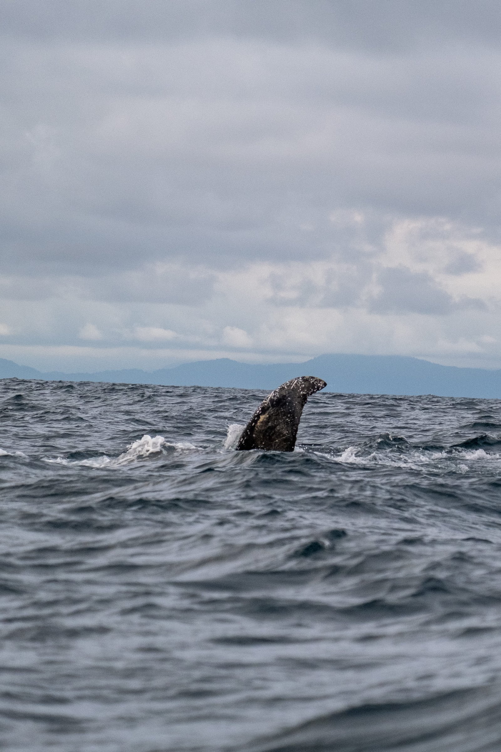 Notre excursion d'observation des baleines lors de notre itinéraire de 3 semaines en Colombie