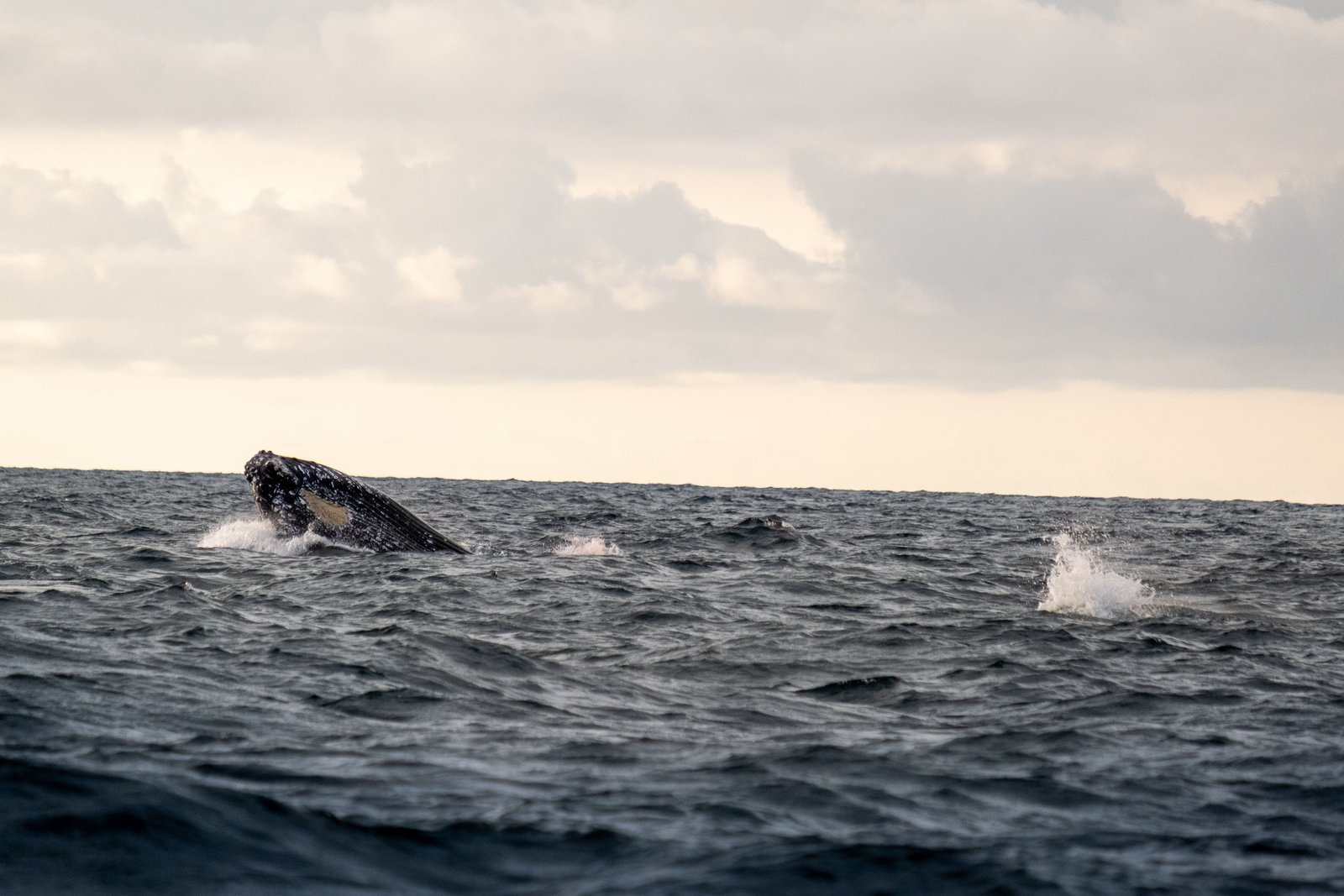 voir les baleines a nuqui