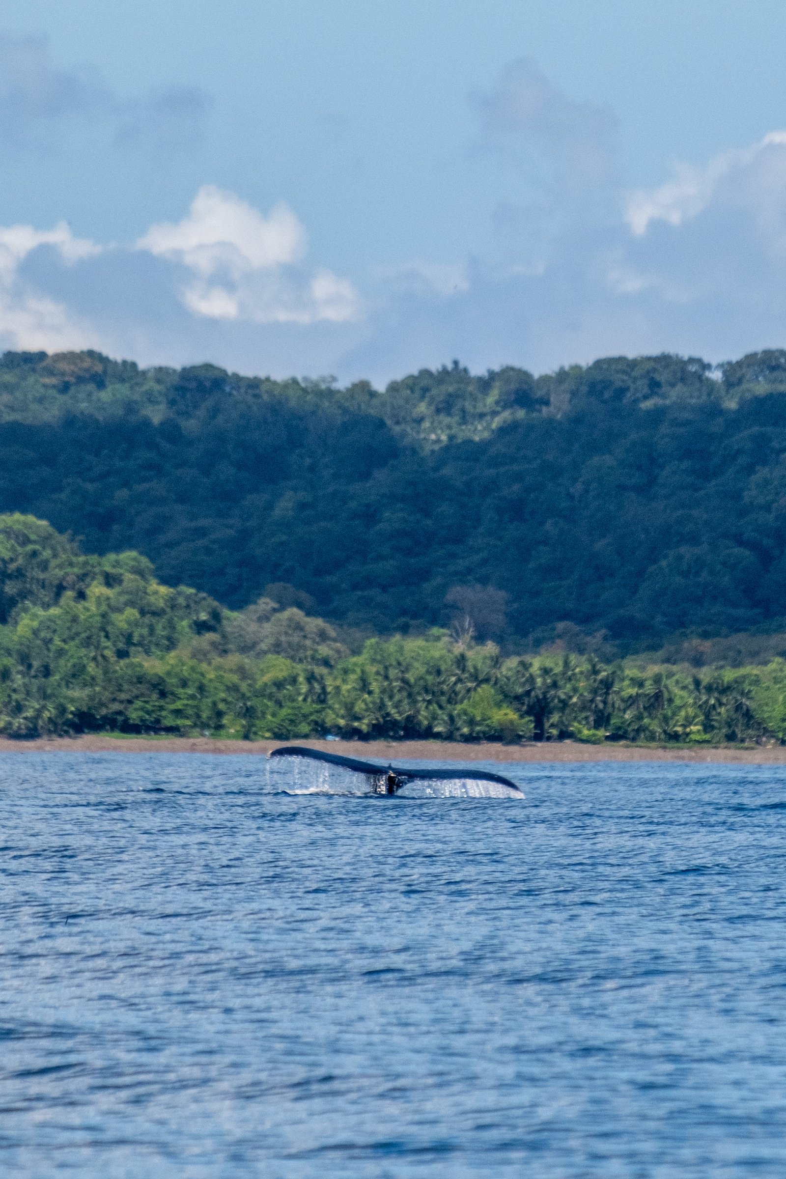 excursion baleines en colombie