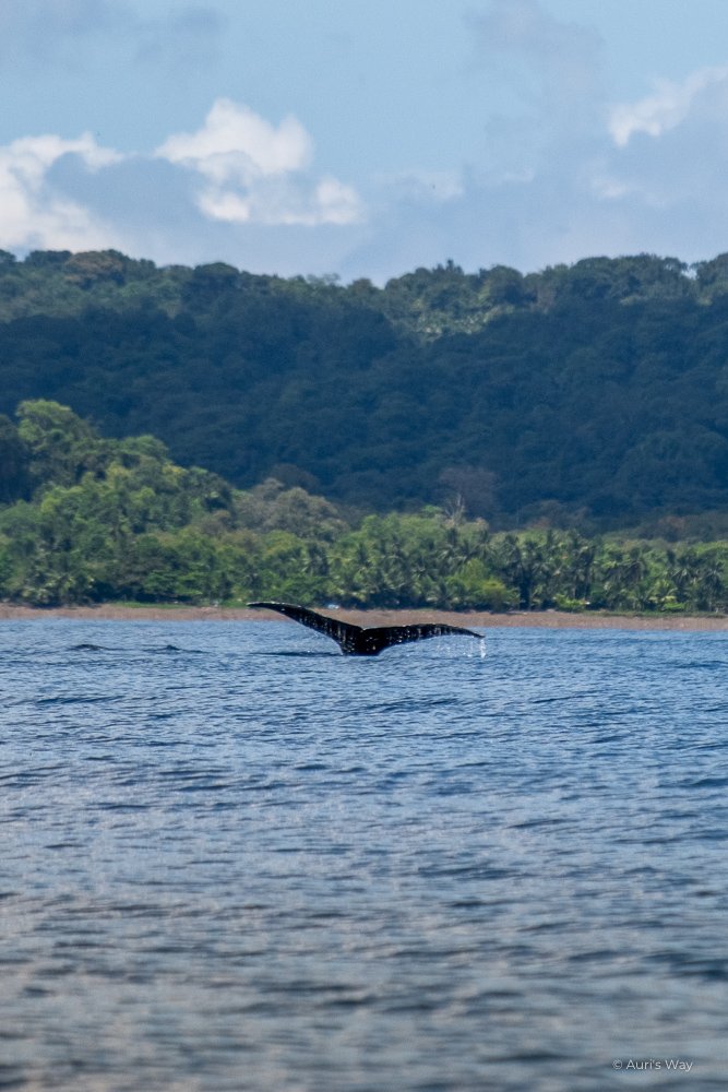 La région du Choco sur la côte pacifique de la Colombie est connue pour sa population de baleines à bosses
