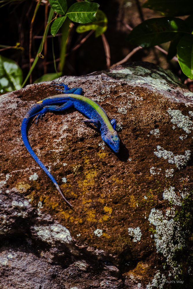 Lézard multicolore faisant partie de la faune endémique de l'île de Providencia