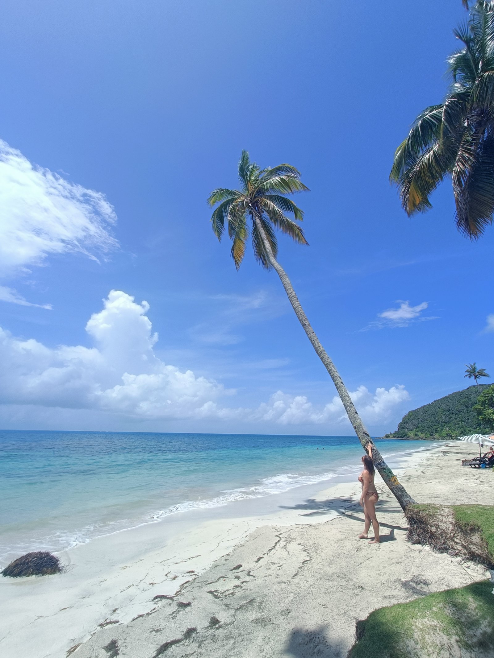 Palmier sur la plage de Manzanillo
