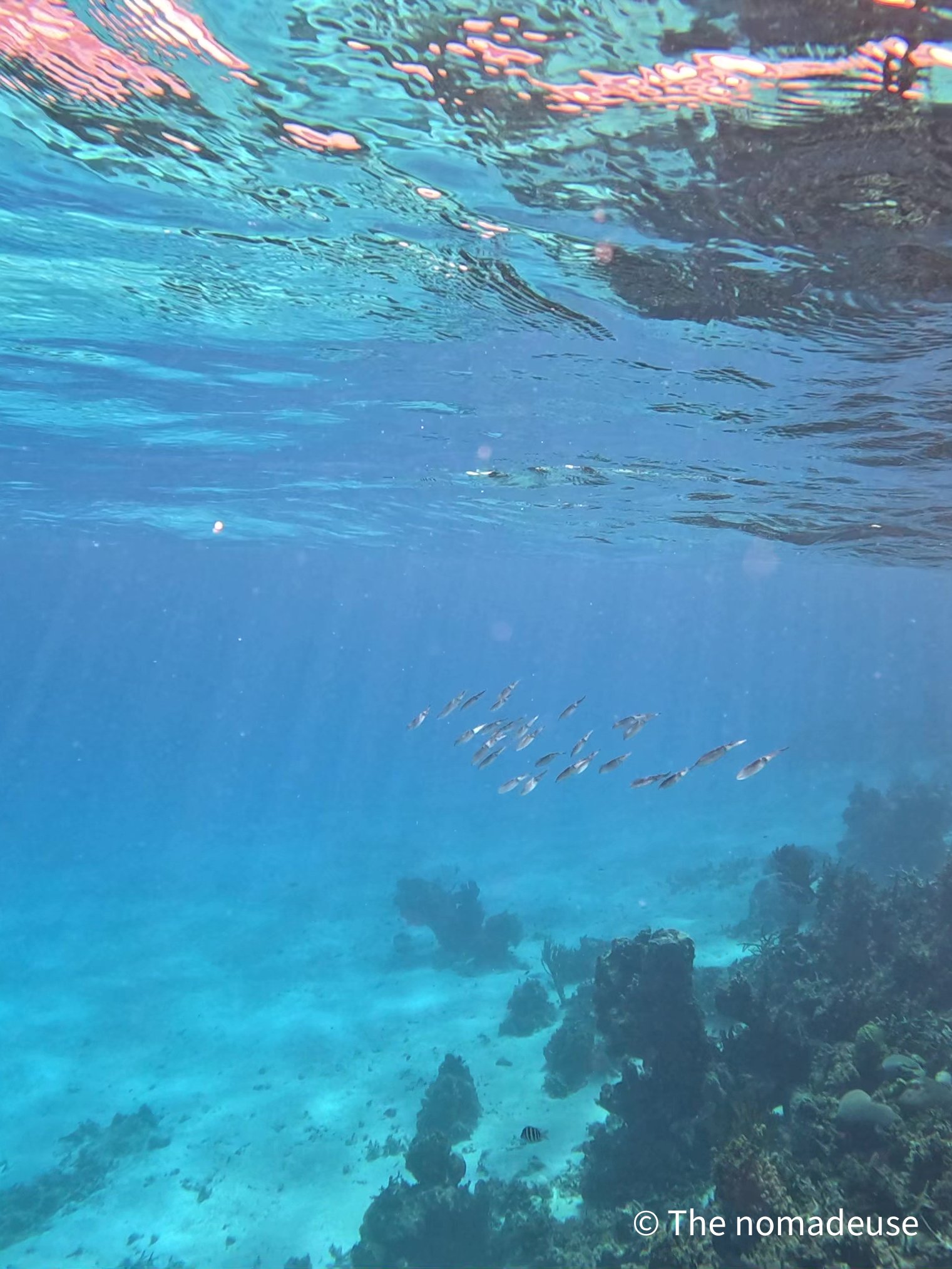 Banc de calamars lors du snorkelling à Providencia