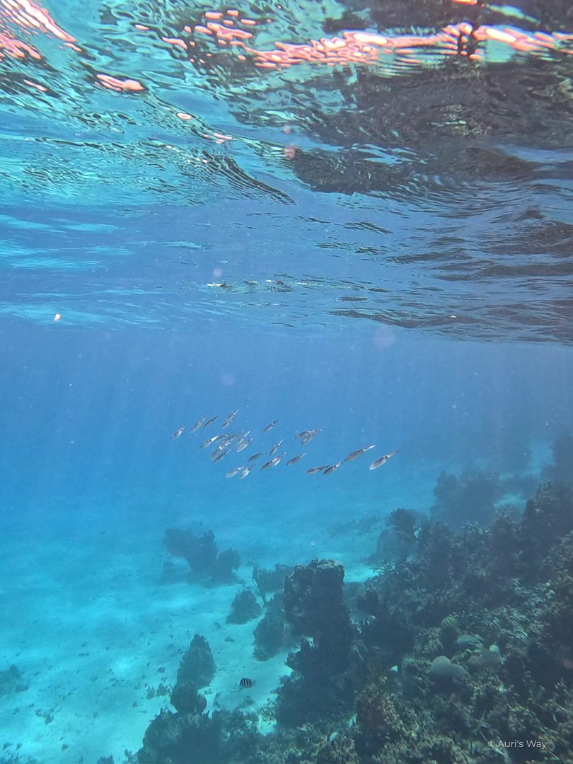Banco de calamares durante una excursion de snorkeling en la isla de Providencia