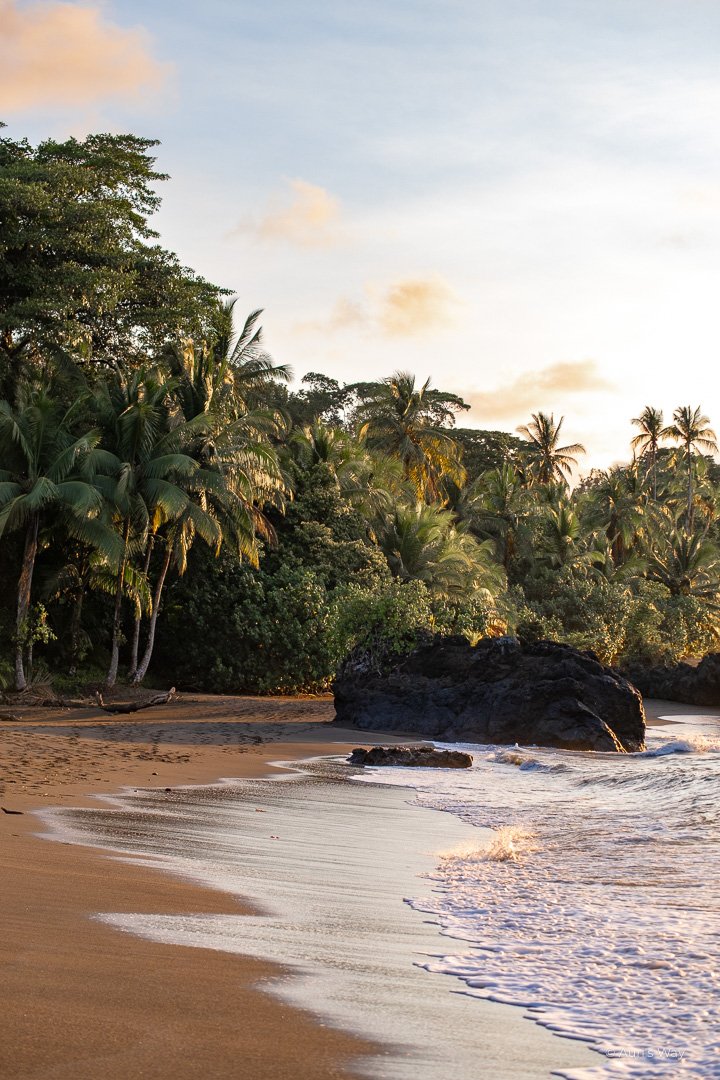 Nuqui en Colombie offre des plages de sable noir bordées de palmiers