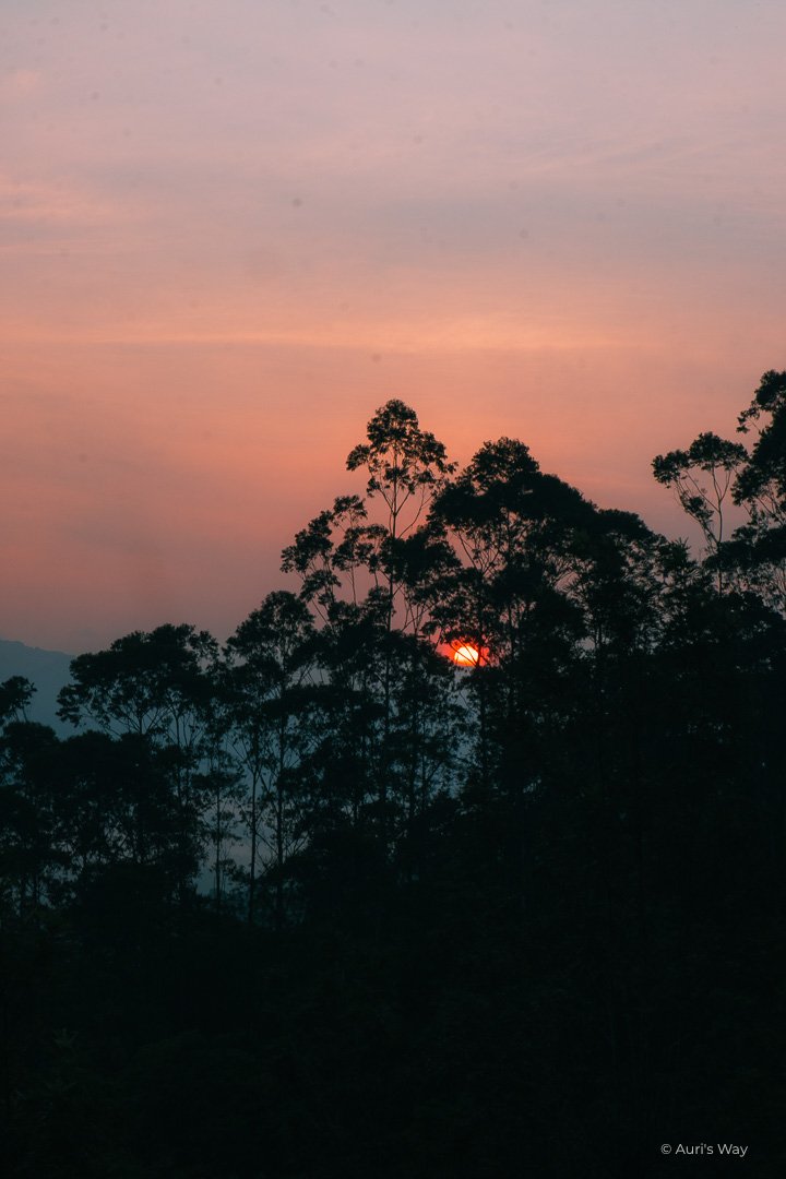 Sunrise over the misty moutains of Munnar in India