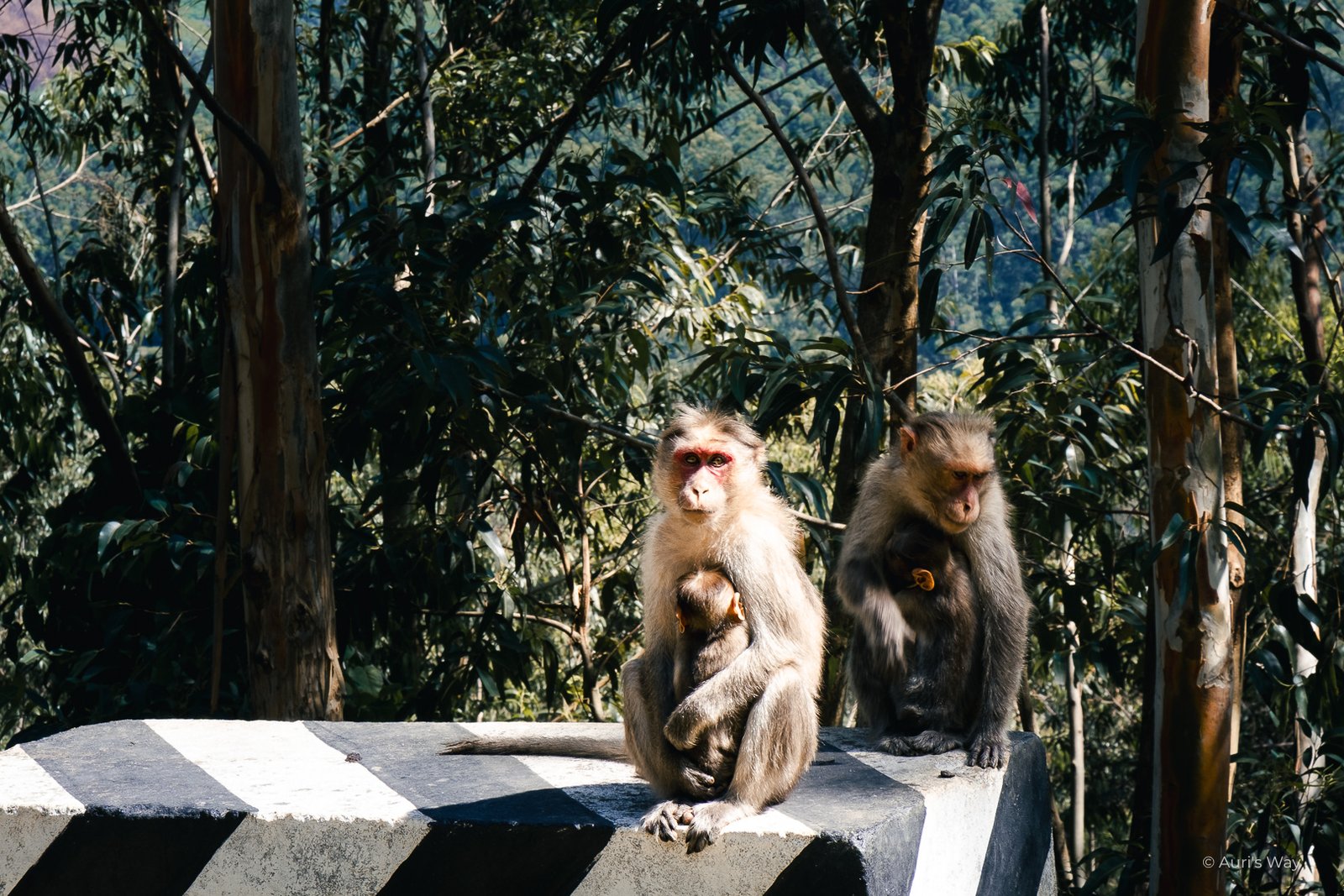 Monkeys carrying their babies in Munnar, Kerala