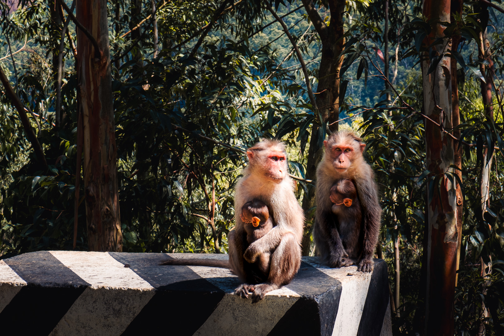 Des singes avec leurs bébés dans l'état du Kerala en Inde.