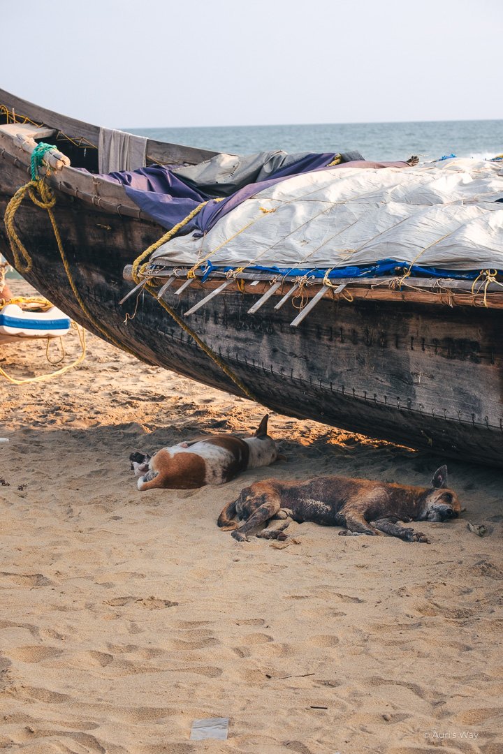 Chiens sauvages faisant la sieste sous une barque en Inde