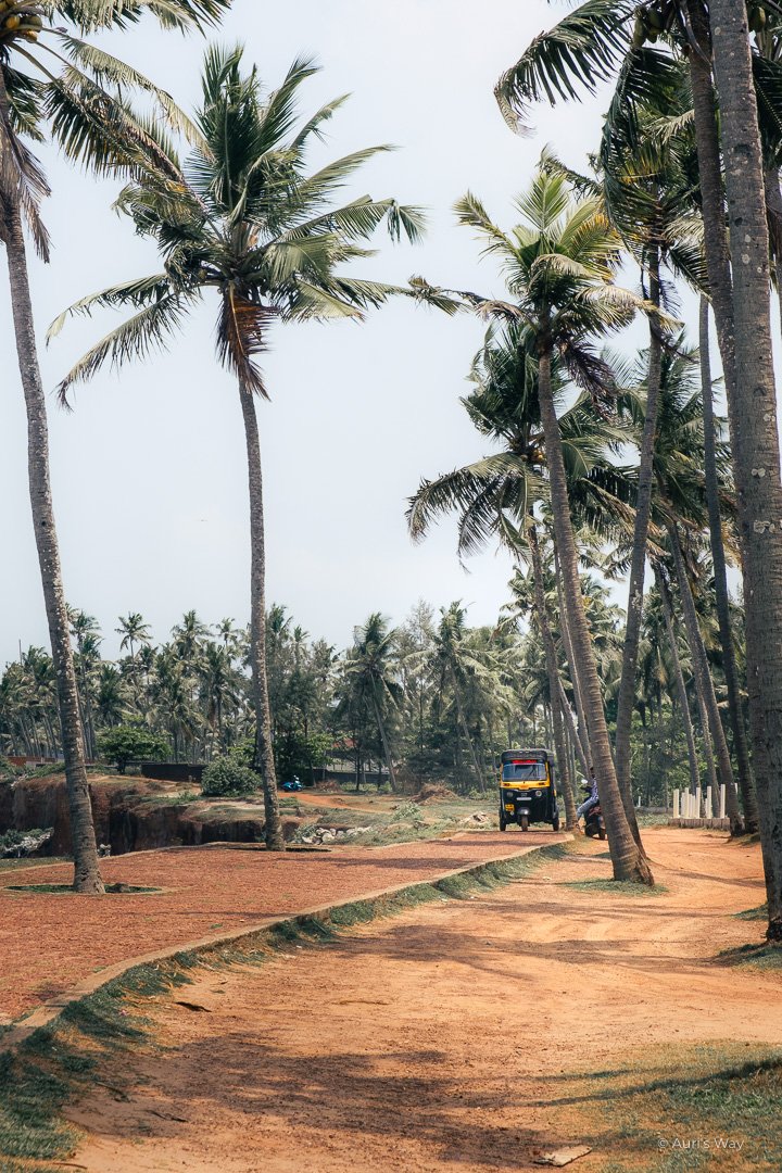 Tuk tuk sous les cocotiers sur le sentier littoral de Varkala