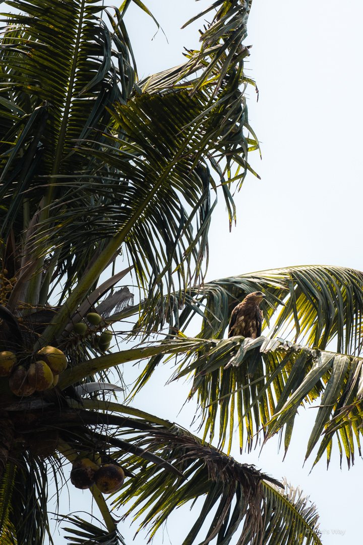Un aigle posé sur un cocotier à Varkala en Inde