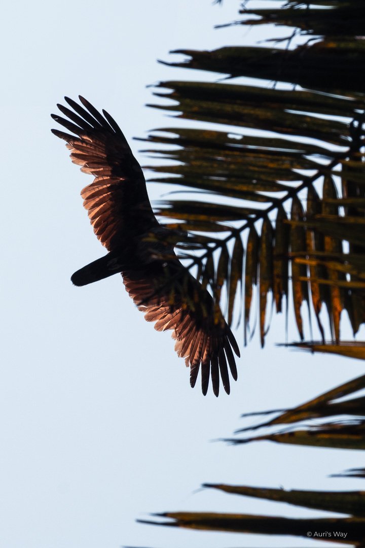 Ailes d'un aigle volant par-dessus ma tête, avec effet de transparence.