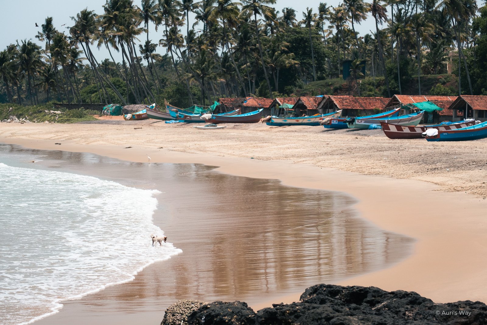 Chiot sur une plage local de pêcheurs à proximité de Varkala, une alternative beaucoup plus locale