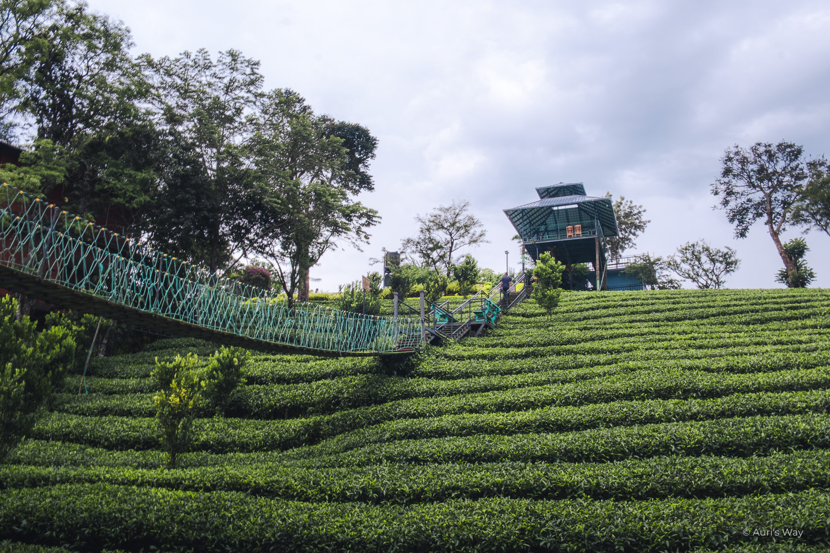L'hôtel Dream Catcher Plantation Resorts à Munnar au Kerala possède ses propres champs de thé.