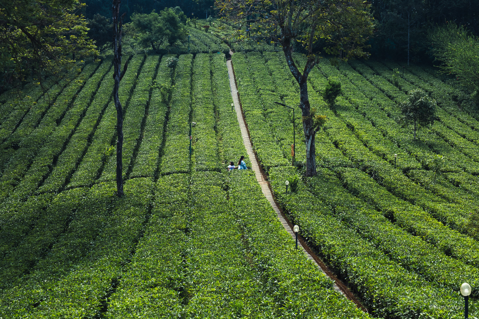 À Munnar au Kerala, les plantations de thé sont partout.