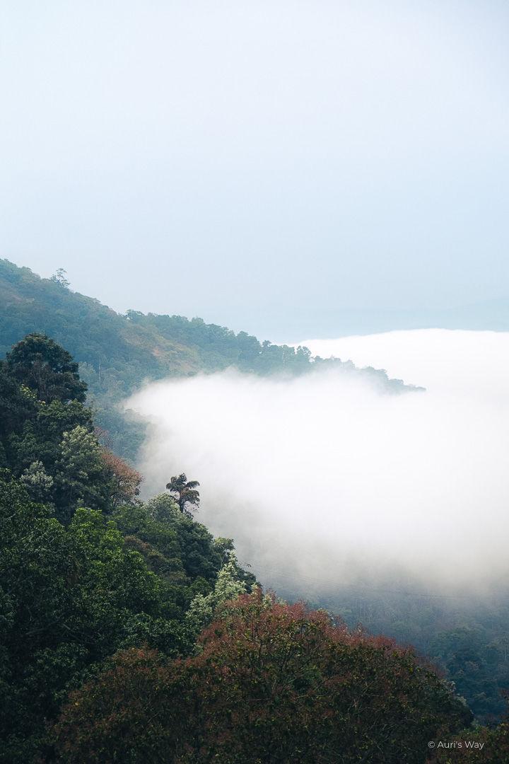 Forêt tropicale recouverte de brume à Munnar au Kerala.