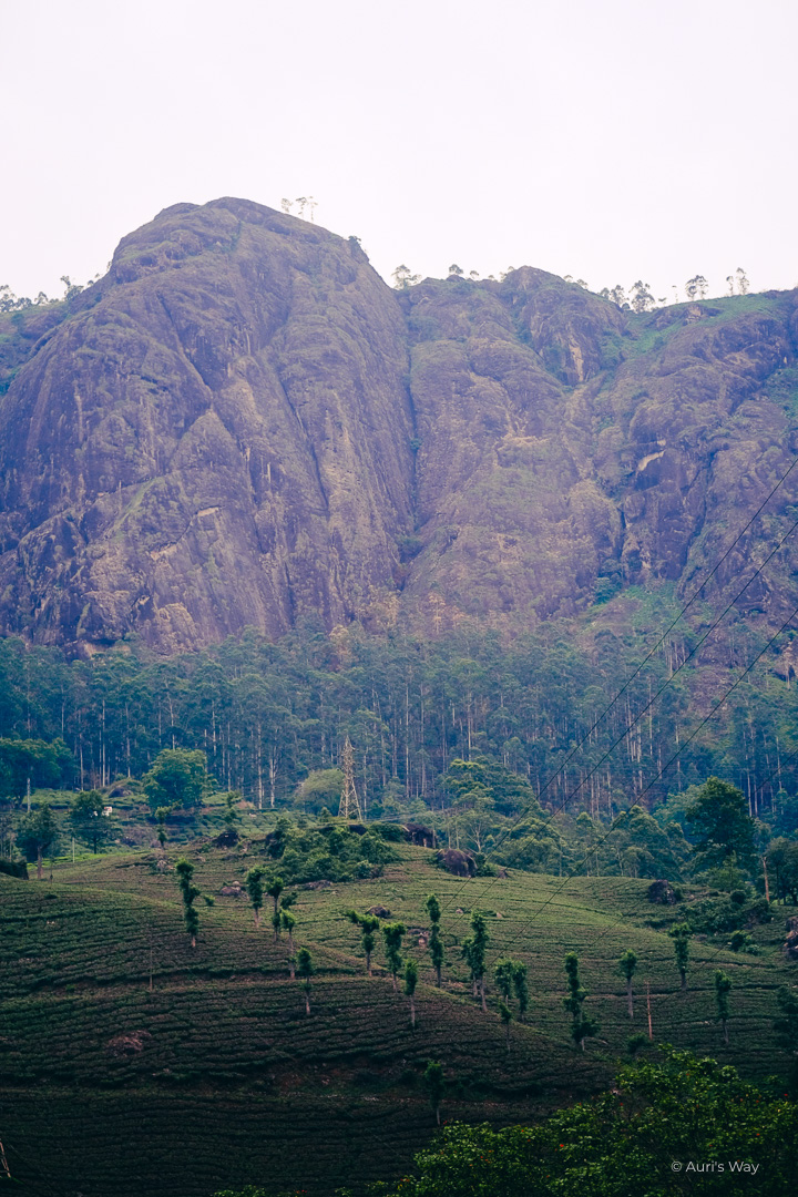 Les impressionnantes montagnes de Munnar au Kerala.