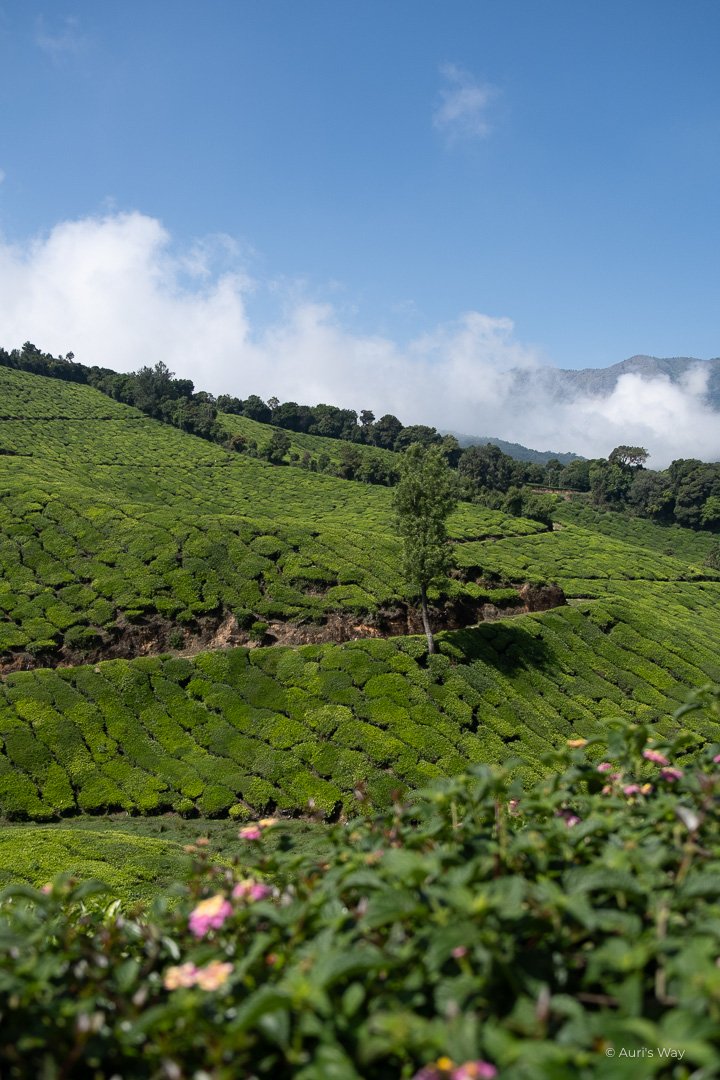 Collines recouvertes de plantations de thé à Munnar au Kerala.