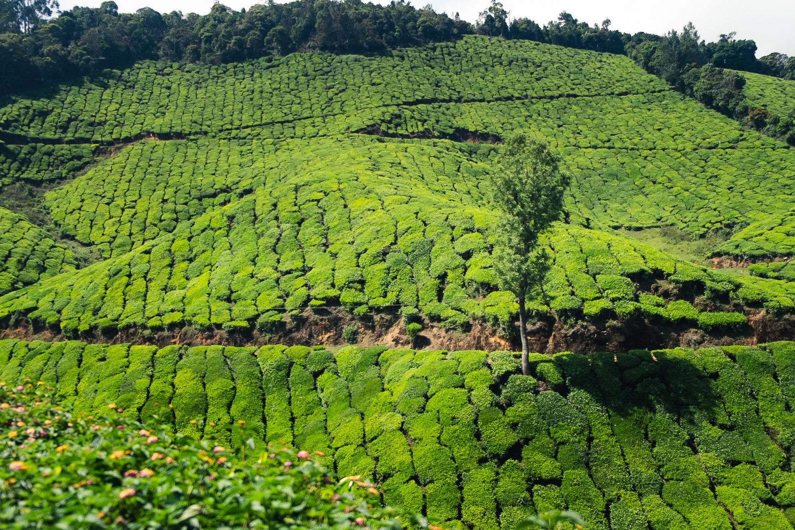 Les plantations de thé à Munnar au Kerala s'étendent à perte de vue