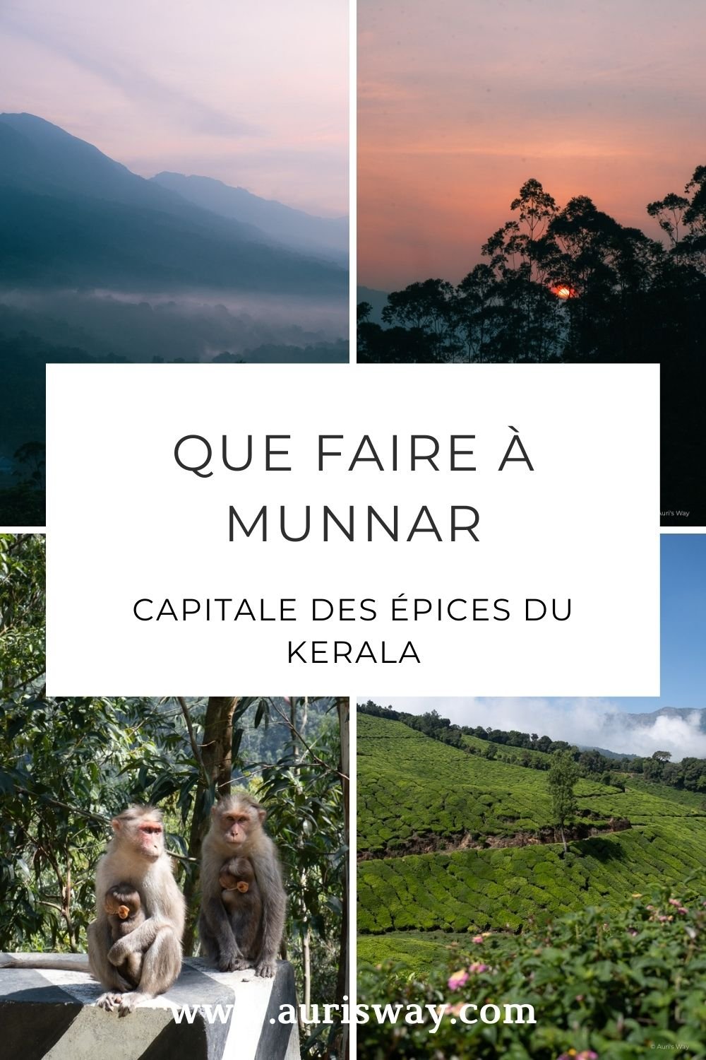 Pin Pinterest sur l'article Que faire à Munnar au format mosaique