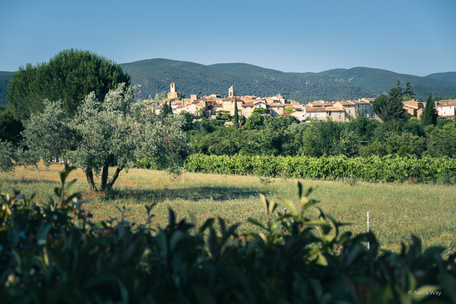 Vue sur le village provençal de Lourmarin, avec un champ d'olivier au premier plan.